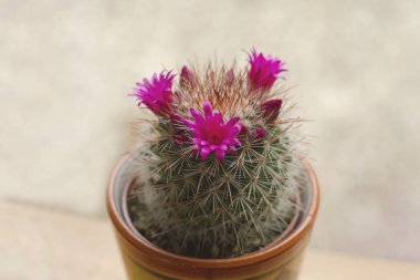Mammillaria spinosissima cactus with pink flowers blooming  clipart