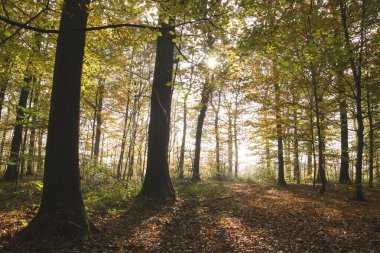 Yaprak döken ormanlarda sonbahar manzarası 