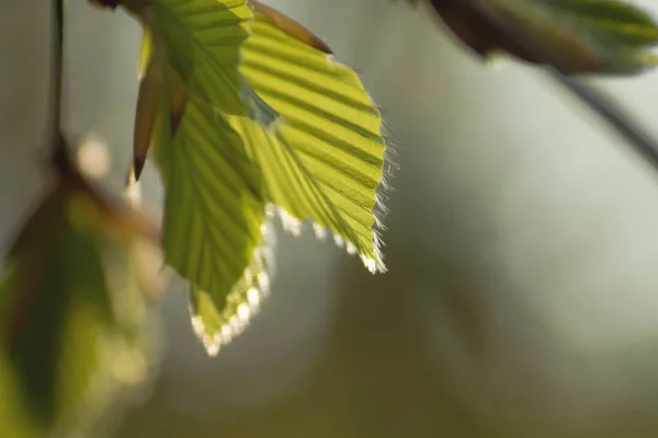 Φύλλα Fagus Sylvatica Βλασταίνουν Την Άνοιξη — Φωτογραφία Αρχείου
