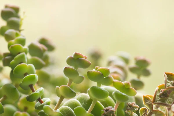 Crassula Perforatta Botones Cuerda Macro Detalle — Foto de Stock