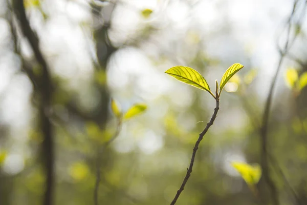 Folhas Novas Uma Árvore Que Cresce Primavera — Fotografia de Stock