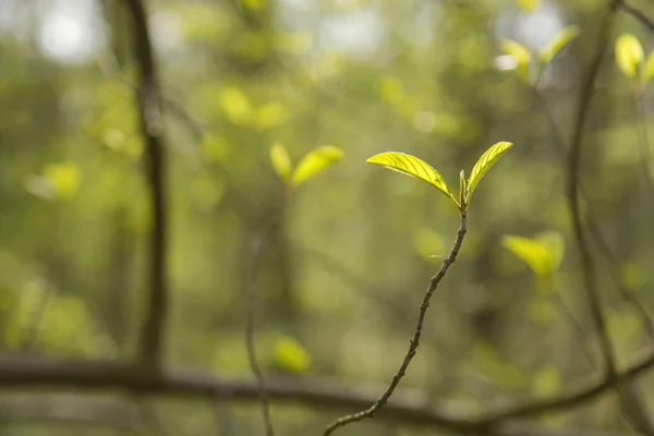 Novas Folhas Brotando Primavera Verde Natureza Fundo Ambiente — Fotografia de Stock