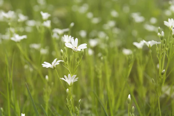 Weiße Blumen Wachsen Wild — Stockfoto