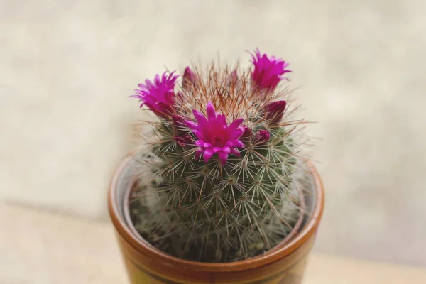 Mammillaria spinosissima kaktüsü. Pembe çiçekler açıyor. 