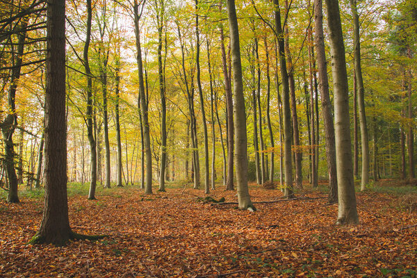 a forest in autumn 