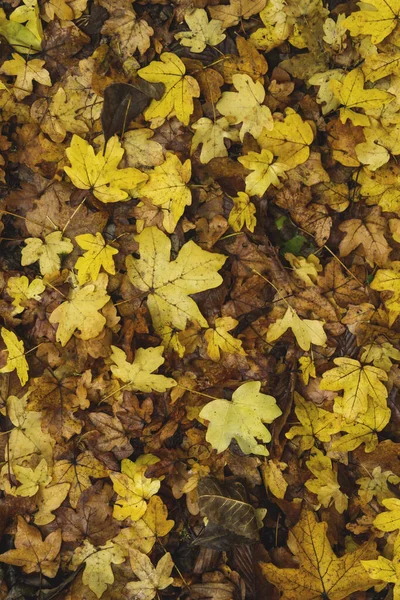 Herbst Ahorn Campestre Oder Feld Ahorn Abgefallene Blätter Mit Gelb — Stockfoto
