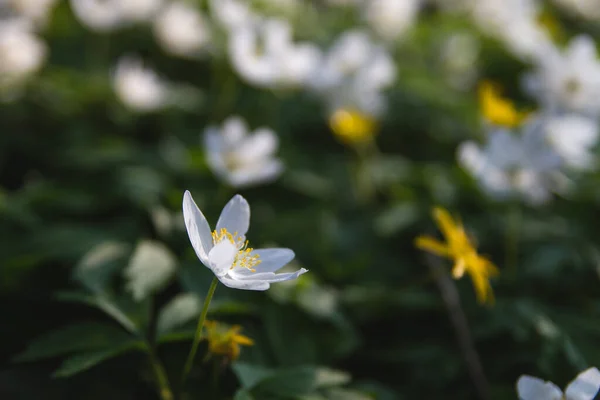 春に咲く野生のイソギンチャクの花 — ストック写真