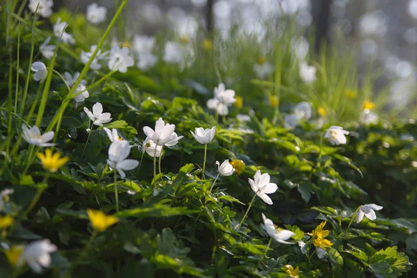 Wild Wood Anemone Flowers Blooming Spring — Stock Photo, Image