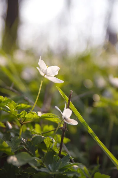 Lemn Sălbatic Flori Anemone Înflorind Primăvară — Fotografie, imagine de stoc