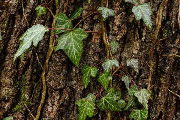 Klättra Murgröna Barken Ett Träd — Stockfoto