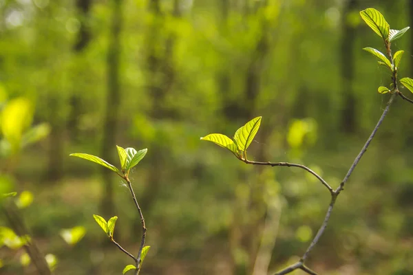 Primavera Floresta — Fotografia de Stock