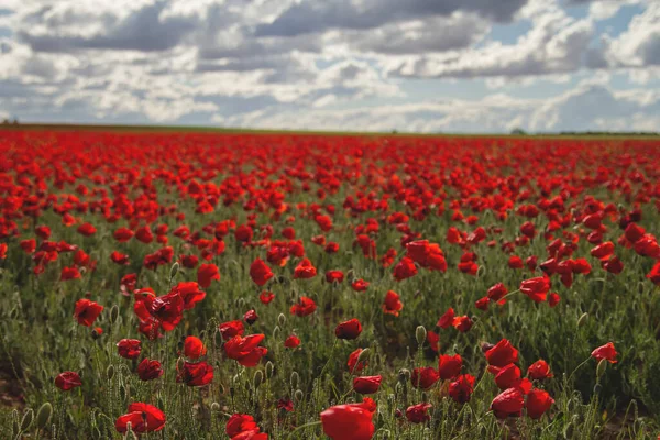 Vilda Röda Vallmoblommor Blommar Våren — Stockfoto