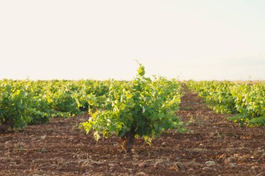 İspanya, La Mancha 'daki İspanyol üzüm bağları