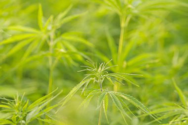 Açık havada çiçek açan yeşil kenevir bitkileri 