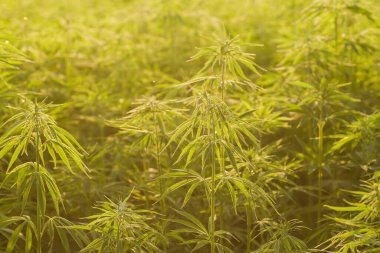  Kenevir ya da kenevir tarlası 