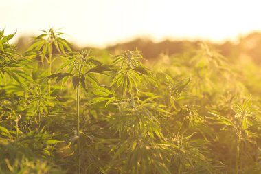 Kenevir ya da kenevir tarlası 