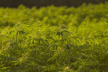  Kenevir ya da kenevir tarlası 