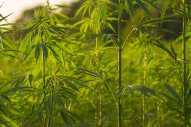  Kenevir ya da kenevir tarlası 