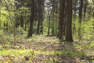 Yaprak döken ormanlarda ilkbahar manzarası 