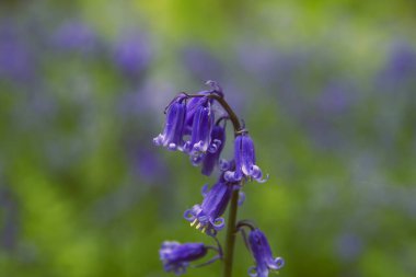 BlueBell veya Hyacinthoides non scripta 