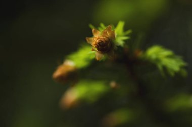 İlkbaharda yetişen çam ağacı yaprakları.