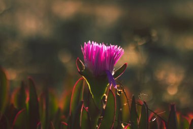 Buz bitkisi pembesi çiçek açıyor.