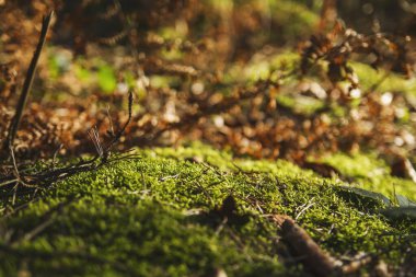 Orman zemininde yeşil yosun 