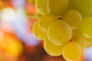 Beyaz üzüm tohumu renkli bokeh arkaplanı kapatır 