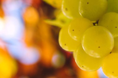 Beyaz üzümler yaklaş.