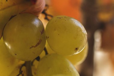 Beyaz üzüm tohumu renkli bokeh arkaplanı kapatır 