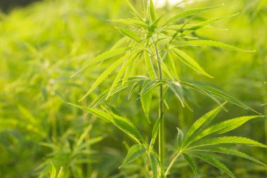 Yeşil kenevir bitkisinin ayrıntıları 