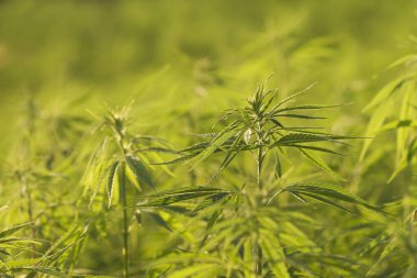 Kenevir veya kenevir endüstriyel tarlası