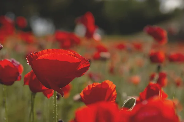 Vilda Röda Vallmoblommor Blommar Våren — Stockfoto