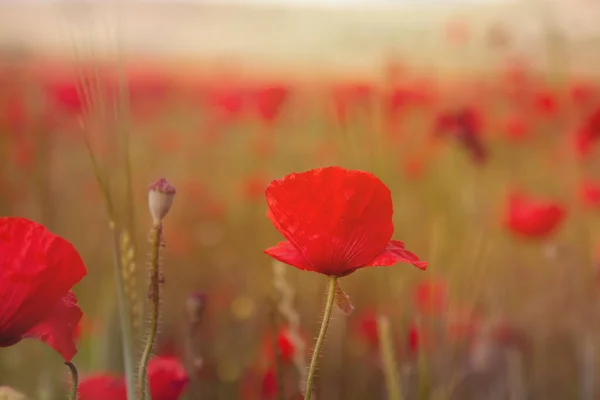 Pavot Rouge Campagne — Photo