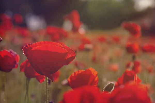 Vilda Röda Vallmoblommor Blommar Våren — Stockfoto