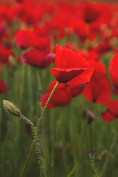 Rote Mohnblumen Auf Dem Land Aus Nächster Nähe — Stockfoto