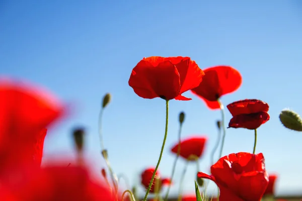 Vilda Röda Vallmoblommor Blommar Våren — Stockfoto