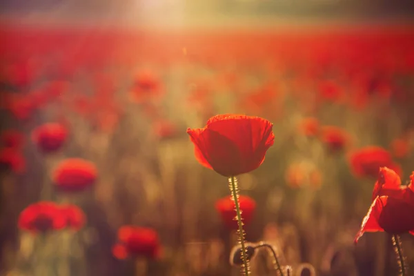 Wild Red Poppy Flowers Blooming Spring — Stock Photo, Image