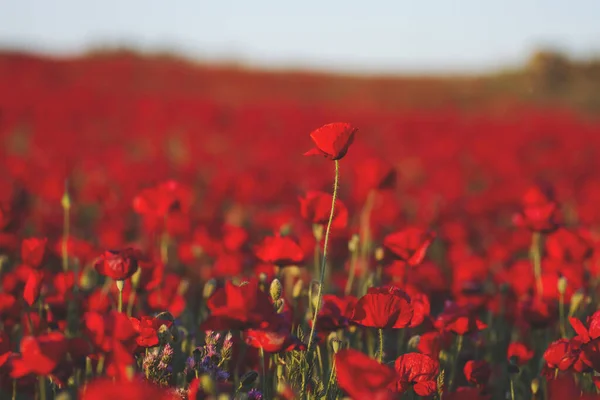 Vilda Röda Vallmoblommor Blommar Våren — Stockfoto