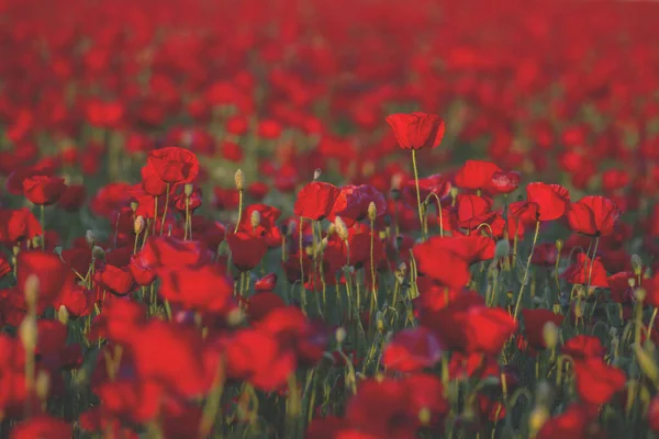 Vilda Röda Vallmoblommor Blommar Våren — Stockfoto