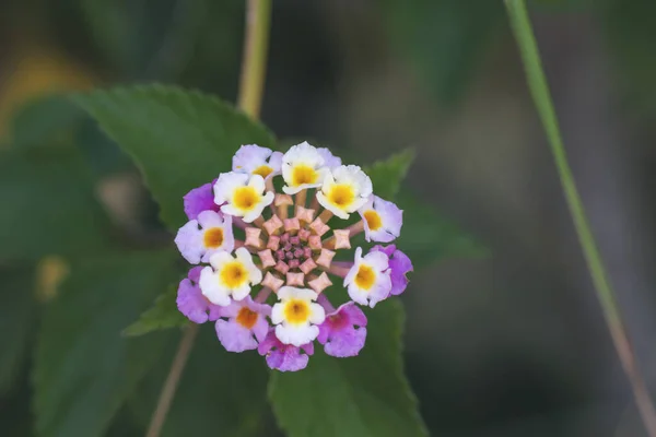 Lantana Camara Цветы Цветут Весной — стоковое фото