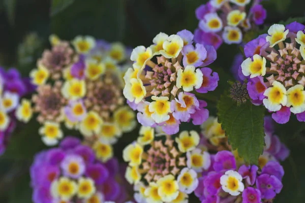Квіти Лантани Камара Квітучі Навесні — стокове фото