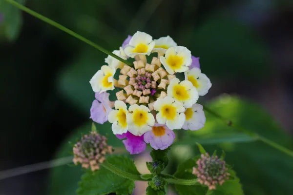 Квітка Лантани Камара Крупним Планом — стокове фото