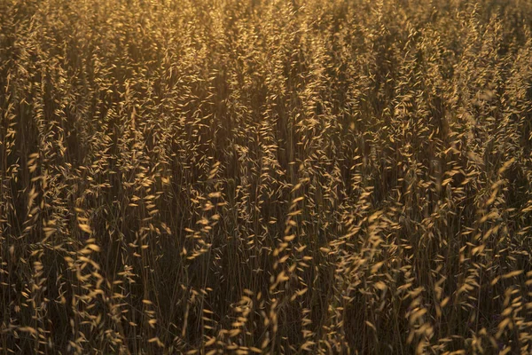 Gouden Veld Natuur Achtergrond — Stockfoto