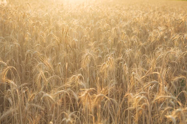 Campo Trigo Verano Con Luz Dorada —  Fotos de Stock