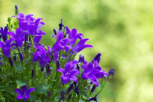 Paarse Campanule Bloemen Een Groene Tuin — Stockfoto