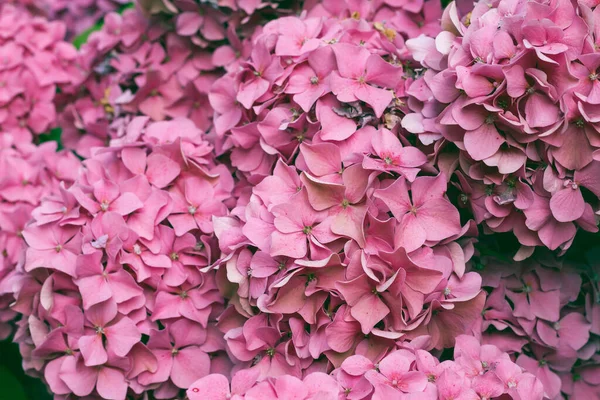 Pink Hydrangea Bloom — Stock Photo, Image