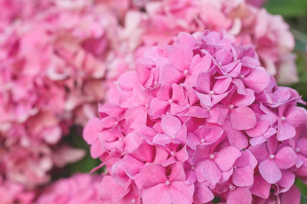 庭に咲くピンクアジサイ — ストック写真
