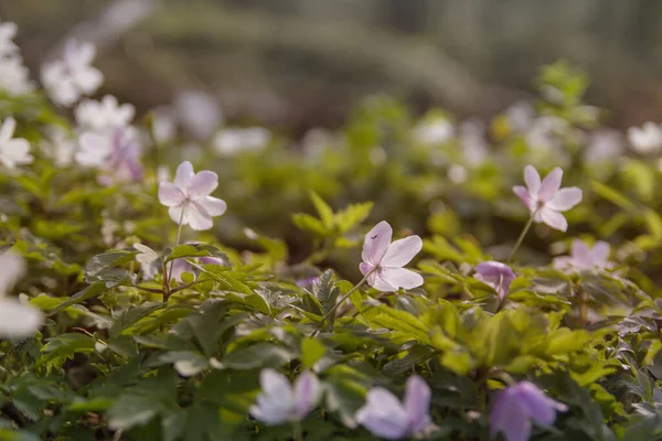 Wood Anemones Blooming Forest Soil — Stock Photo, Image