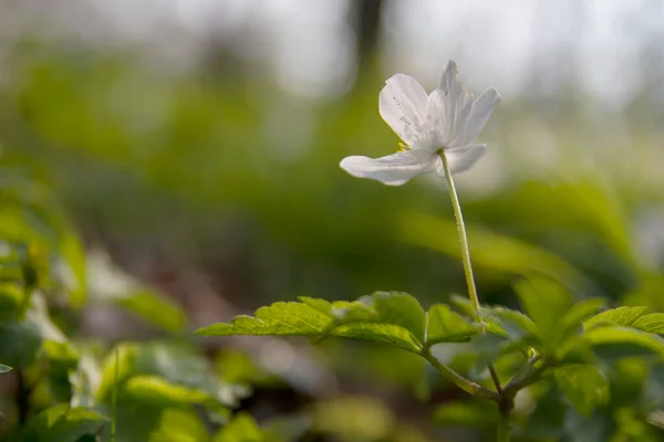 White Wild Flower Close — Stock Photo, Image